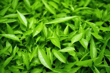 Fototapeta premium close-up image of fresh, green tea leaves