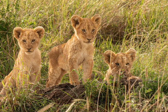 Masai Mara lion cubs