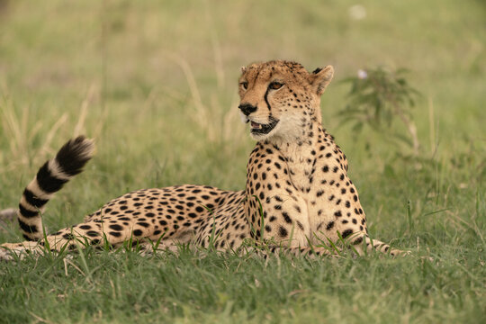 Cheetah lying in the grass - Powered by Adobe