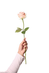 Woman holding beautiful rose on white background, closeup