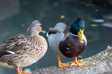 Two ducks in the park in Menden Sauerland