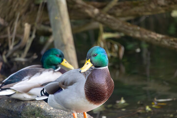 Two ducks in the park in Menden Sauerland