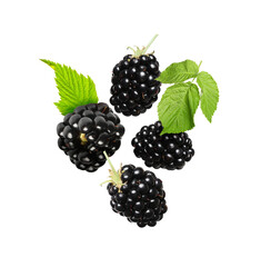 Many fresh blackberries and leaves falling on white background