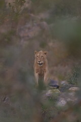 Lion male at Kruger National Park