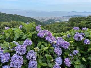 Hydrangea Flower