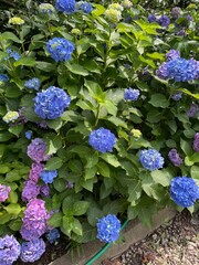Hydrangea Flower