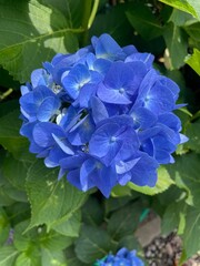Hydrangea Flower