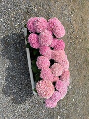 Hydrangea Flower
