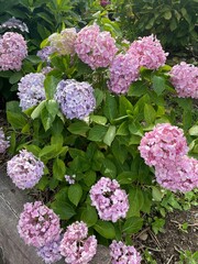 Hydrangea Flower