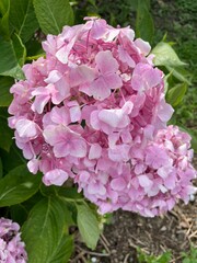 Hydrangea Flower