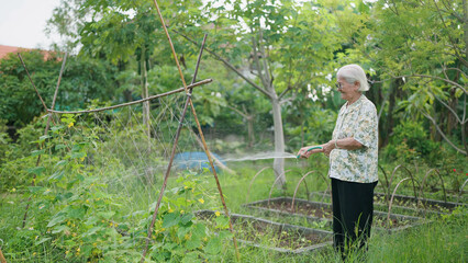 Naklejka na ściany i meble Happy Asian elderly woman watering plants in the backyard. Asian elderly woman holding garden hose watering plants green garden at home. Lifestyle of retirement concept