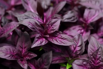Purple basil herbs plant background. Aroma taste garden spring food summer. Generate Ai