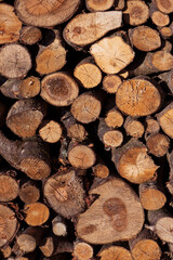 Tree trunks as a background.