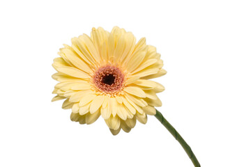 Yellow gerbera daisy flower isolated.