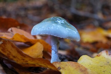 Stropharia aeruginosa, commonly known as the verdigris agaric, is a medium-sized blue, slimy woodland mushroom. It is edible mushoom.