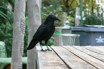 Crow at the Nelson Mandela Garden in Paris.