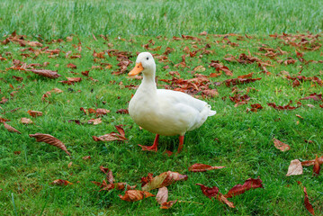 White duck walking on the grass