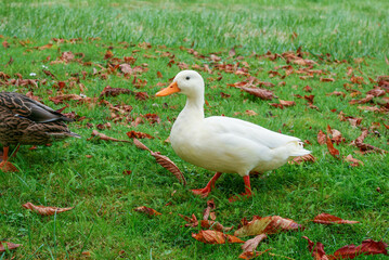 Naklejka na ściany i meble White duck walking on the grass