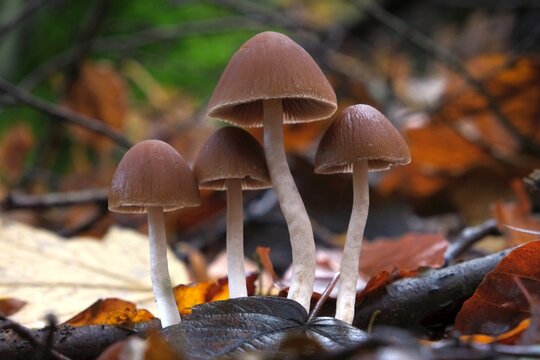 Psathyrella piluliformis Common Stump Brittlestem mushroom reddish-brown mushroom that grows steeply in groups, natural light