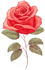 illustration of a pink rose in a watercolor style