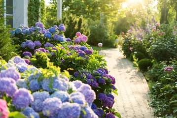 Fotobehang Hortensia  Blue, pink hydrangea flowers are blooming in summer  in town garden heads in the sunlight. Beautiful garden with hydrangeas. Aesthetic path near the house.  © Olena Svechkova