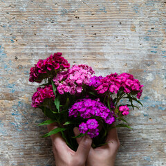 Bright multicolored flowers of Dianthus caryophyllus. Empty card mockup in minimalist floral decor on old wooden background. Template for congratulations or invitations.