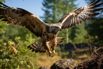  hawk in flight © asankalakmal