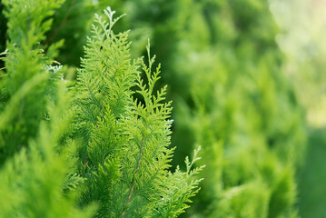 Green leaves of the Christmas thuja tree. Coniferous branches, green background close-up. Concept of ecology and environmental cleanup. Evergreen trees.