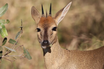 Common Duiker in Kruger National Park