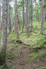 Footpath through Woodland in the Chilkat State Park, Haines, Alaska, USA