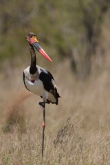 Saddle-Billed Stork in Africa, Kruger National Park
