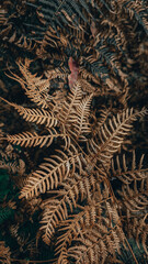 Dead Fern Leaf