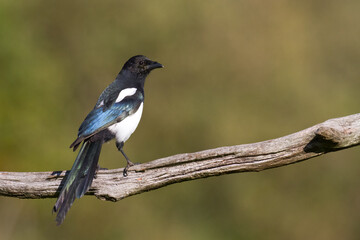 The Eurasian Magpie or Common Magpie or Pica pica on the branch with colorful background