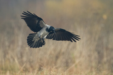 flying Bird - Hooded crow Corvus cornix in amazing warm background Poland Europe