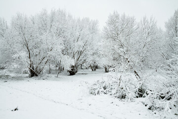Landscape winter attack in city park, fresh snow on the trees with colourful leafs, Beautiful winter scenery