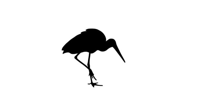 Walking stork, animation on the white background (seamless loop)
