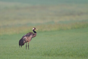 Wild common crane, grus grus, walking on hay field in spring nature. Large feathered bird landing on meadow from side view. Animal wildlife in wilderness
