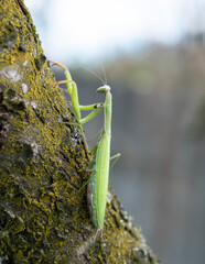 Close up of green praying mantis (Mantis religiosa)