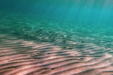 Shallow sea, sandy seabed with sunrays and swimming school of fish. Seabed with the marine life, underwater photography from early morning snorkeling. Wildlife in the ocean and sun. - obrazy, fototapety, plakaty