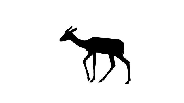 Mhorr gazelle, animation on the white background (seamless loop)