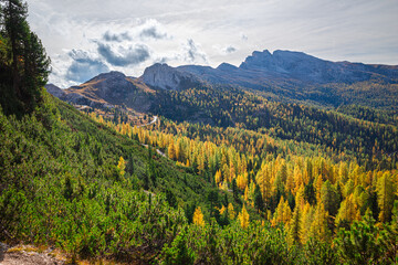 Wide view of a larch forest with autumn colors on mountain slopes near the Valparola Pass in the...