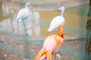 Greater Flamingo, Phoenicopterus ruber, beautiful pink big bird in dark blue water, with evening...