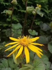 a yellow blooming Ligularia bush in a summer sunny garden . Floral Wallpaper