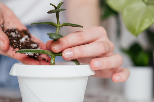 Woman repotting houseplant into pot. Hands adding up fresh soil. Urban jungle indoors. Spring summer season