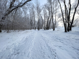 Panoramic view of the winter forest covered with frost.