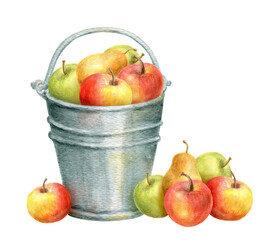 Bucket with apple and pear fruits. Thanksgiving or Harvest Day card design. Watercolor drawing.