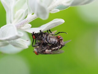 The photograph captures a fly in the process of giving birth