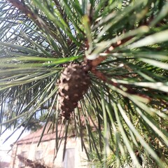 pine cone on the tree