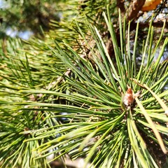 close up of pine needles