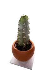 big green cactus plant in a clay pot